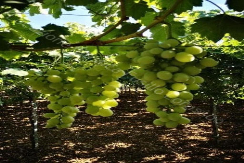 un montón de uvas verdes colgando de un árbol en Ferienwohnung für 5 Personen ca 90 qm in Andria, Adriaküste Italien Ostküste von Apulien, en Andria