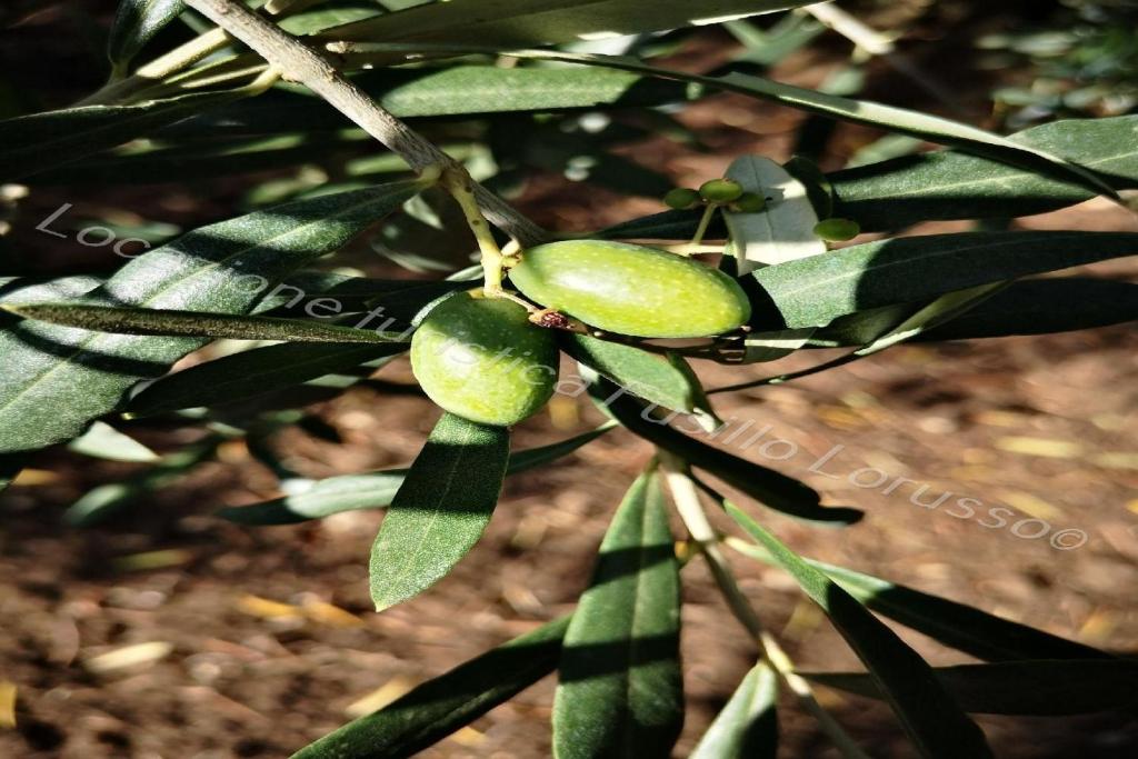 un ramo di un albero con un frutto verde sopra di Ferienwohnung für 4 Personen ca 55 qm in Andria, Adriaküste Italien Ostküste von Apulien ad Andria