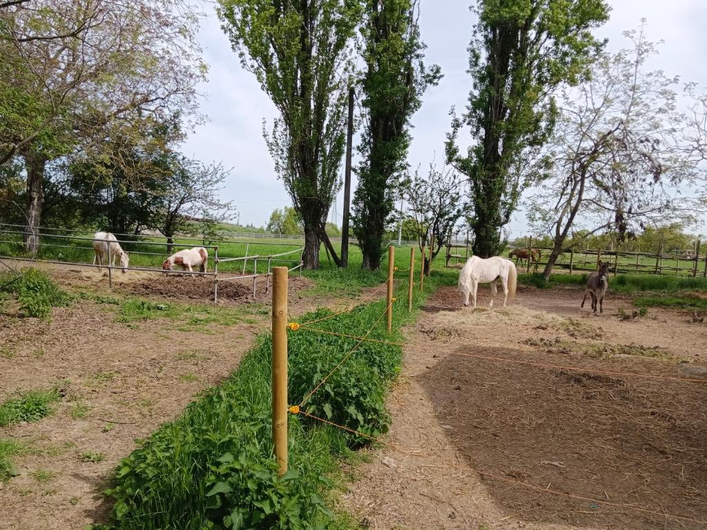 a group of horses grazing in a field at La Maison Rouge in Crespellano