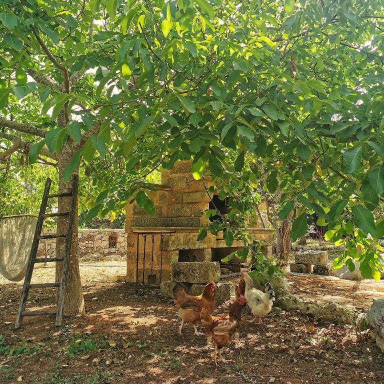 Zahrada ubytování Masseria Borgo del Gallo