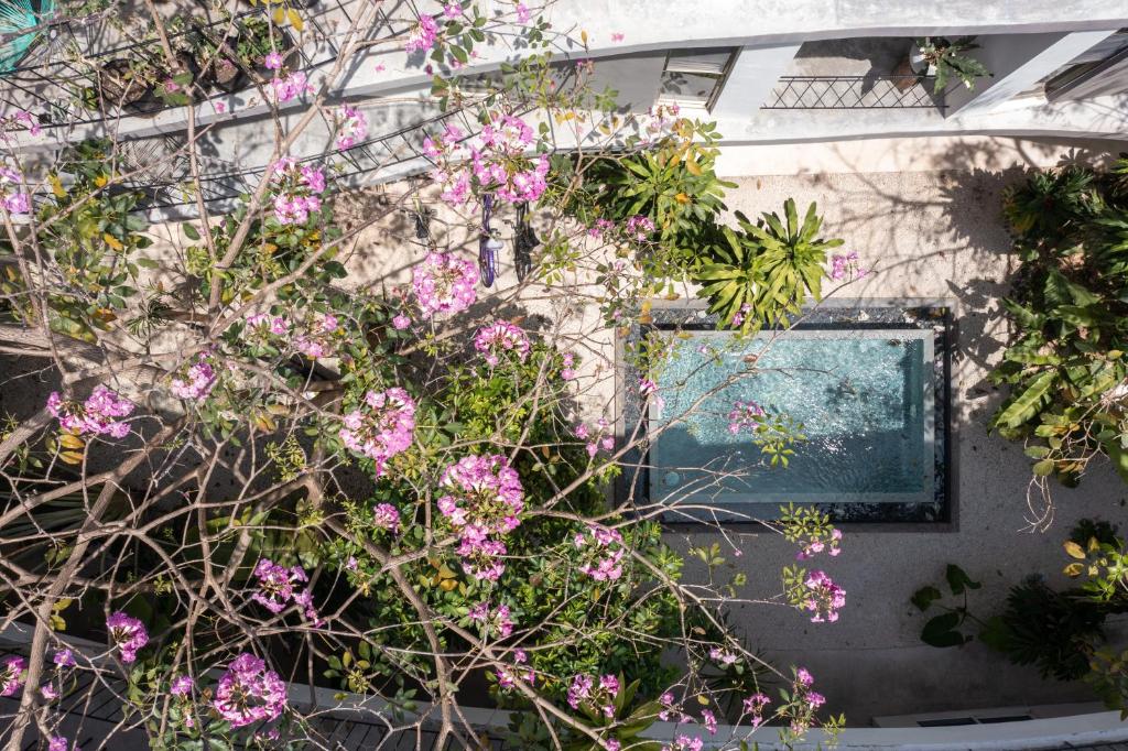 a bush with pink flowers in front of a house at Habanero Suites & Garden in Playa del Carmen