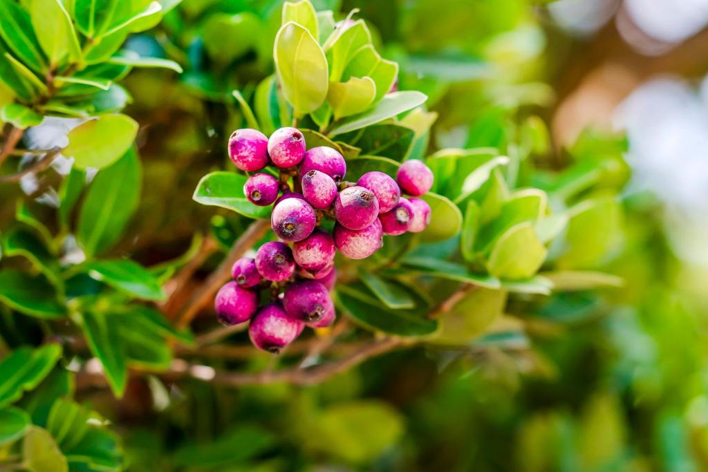 a bunch of pink berries on a tree at Southern Sun Homestay North in Kenting