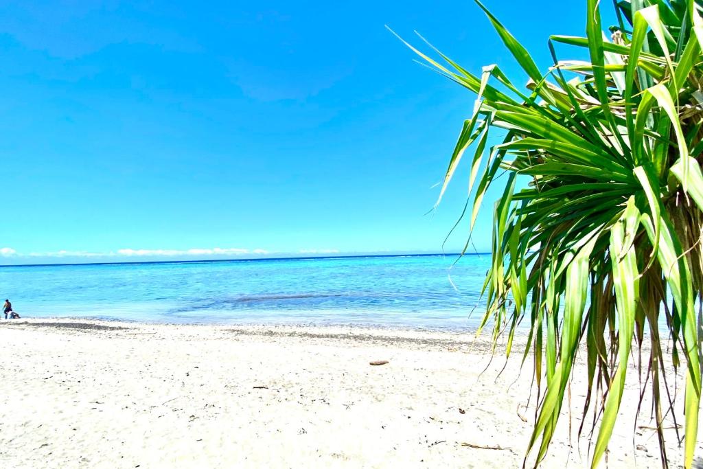 a palm tree on a white beach at GAIA Lodge seaside in Paea