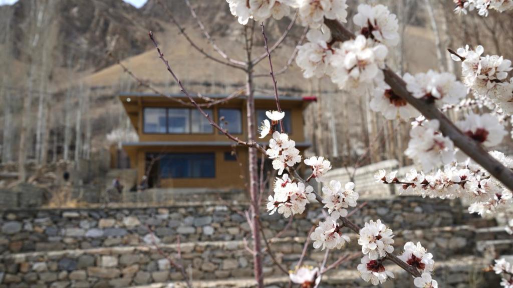 a tree with white flowers in front of a building at Hostel Nomads Hunza in Alīābād