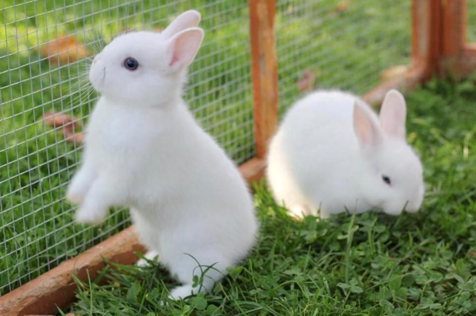 two white rabbits sitting in the grass next to a fence at Bio Ferienbauernhof Greber in Schwarzenberg