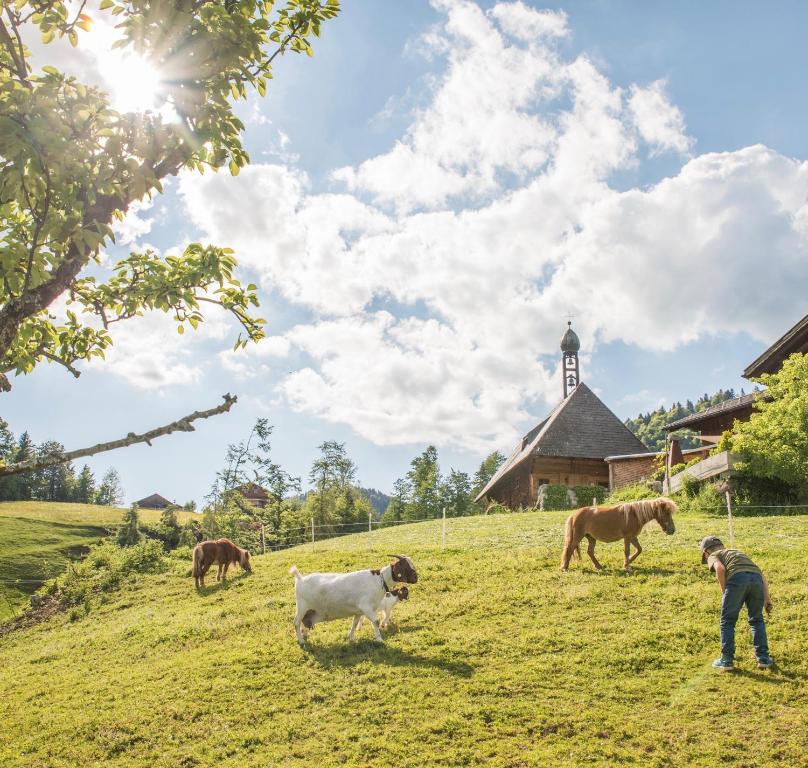a group of dogs in a field with a church at Bio Ferienbauernhof Greber in Schwarzenberg