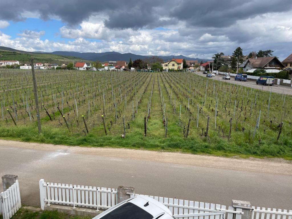 Au petit Logelbach – photo 12