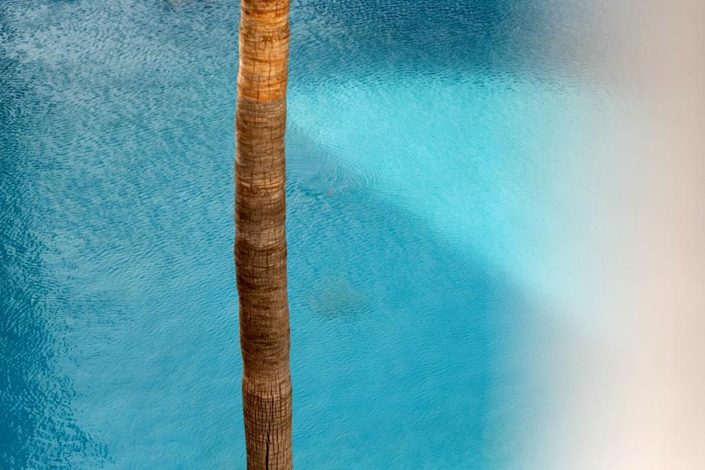 a palm tree in the middle of a pool of water at Hotel Capricho in Cala Ratjada