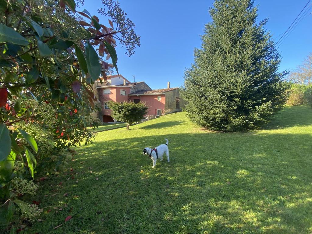 un chien debout dans l'herbe dans une cour dans l'établissement Casa estilo rural con jardín entre playa y montaña, à Caravia