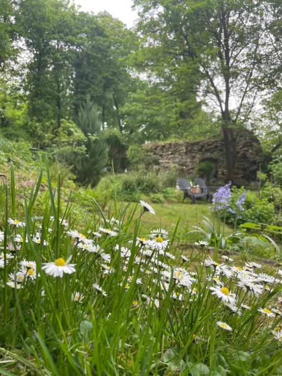 En have udenfor 2 kleine Altstadt-Ferienwohnungen mit Garten & Herz