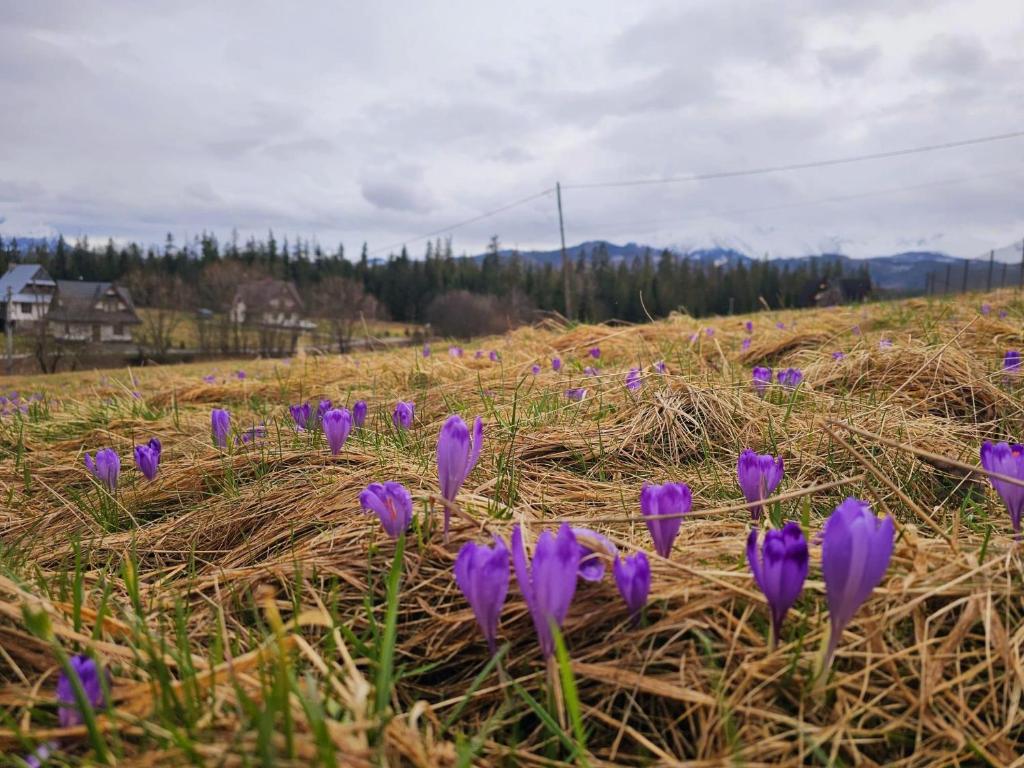 un montón de flores púrpuras en un campo en Góralski Domek Łopatówka z kominkiem i Banią - Jacuzzi!, en Murzasichle