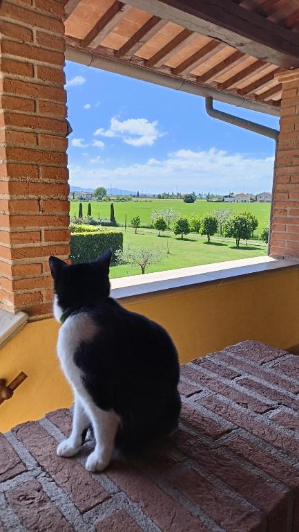 Domácí mazlíčci ubytovaní s hosty v ubytování il Chiassetto Agriturismo No Kids