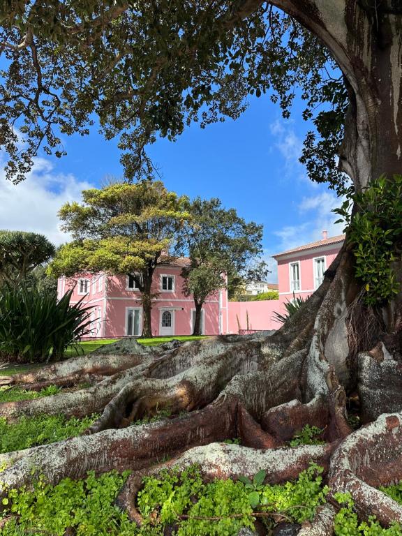 an uprooted tree in front of a pink house at Solar dos Cantos Botanic House & Garden in Ponta Delgada