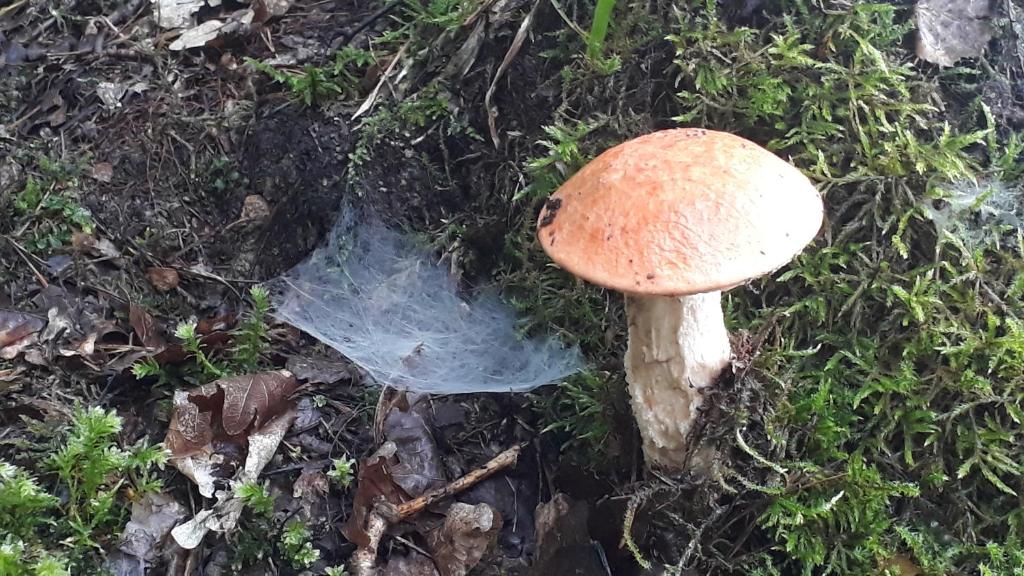 Foto dalla galleria di Glamping na samotě u lesa a Bechyně
