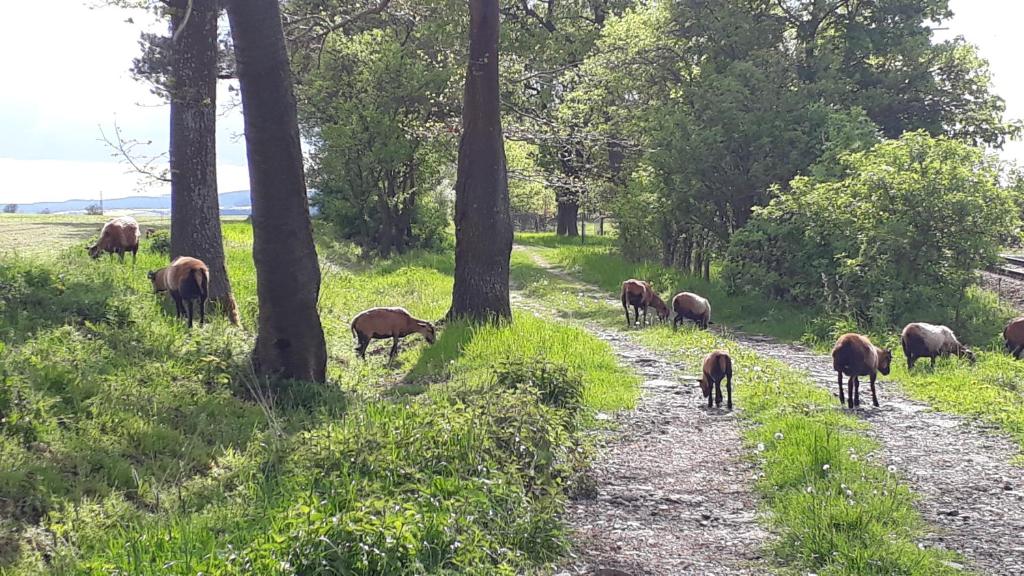 Altri animali domestici presso il campeggio di lusso o nei dintorni