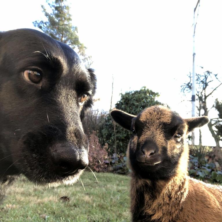 Altri animali domestici presso il campeggio di lusso o nei dintorni
