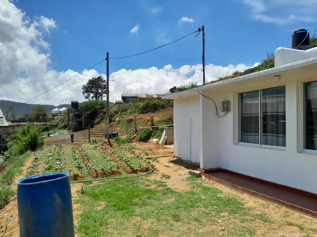 un campo de plantas verdes junto a una casa en Harrisline Holiday Homes, en Nuwara Eliya