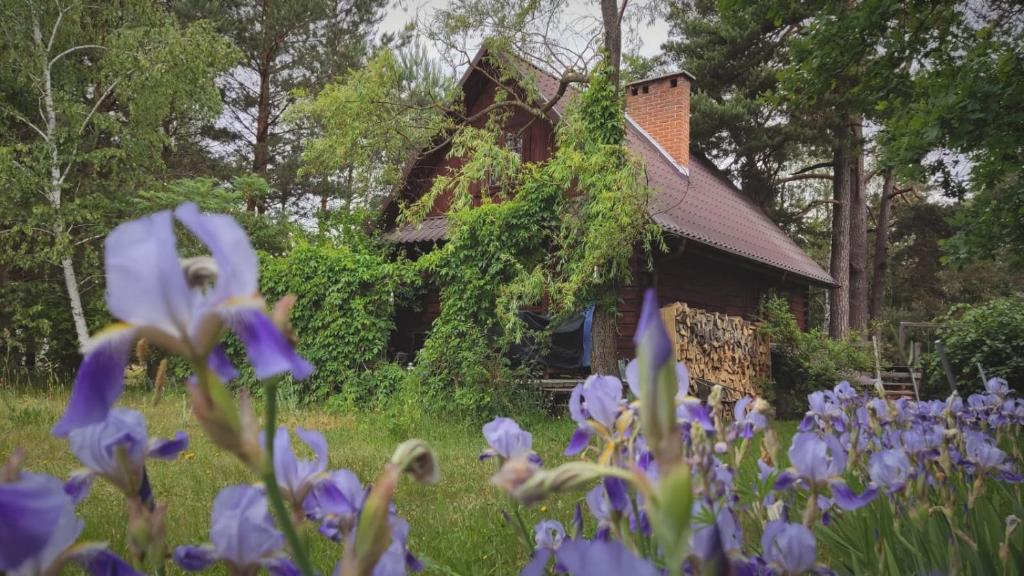 an old house with purple flowers in front of it at Przytulia - chata na bezdrożach Roztocza in Górniki