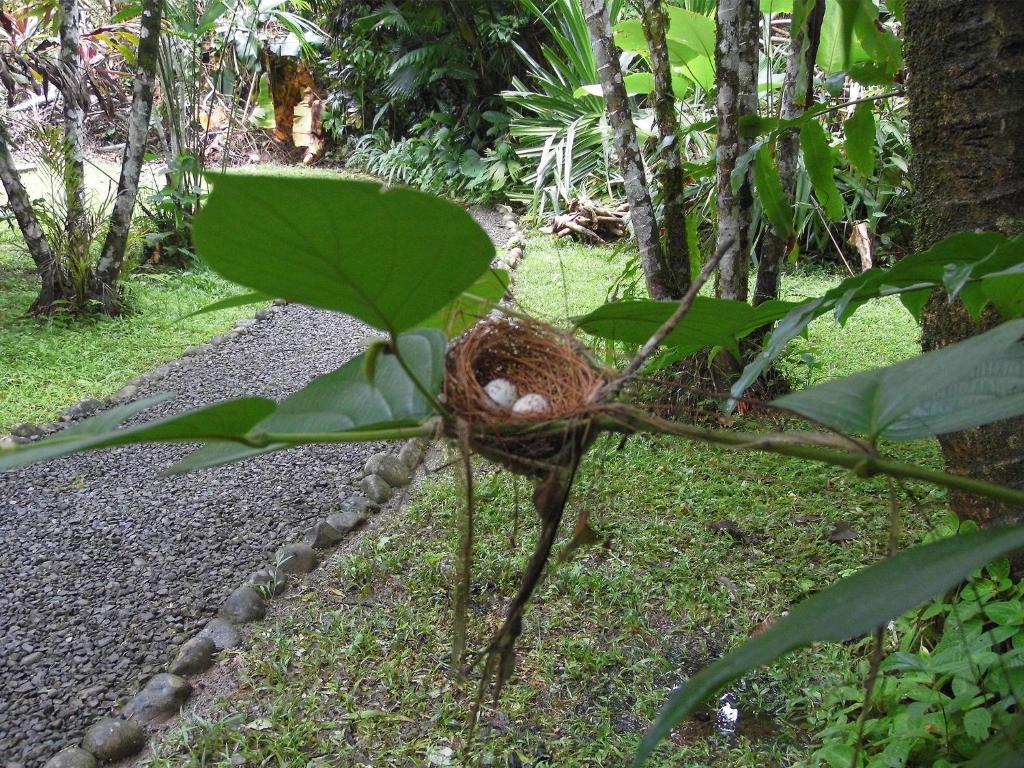 Zahrada ubytování El Colibri Lodge