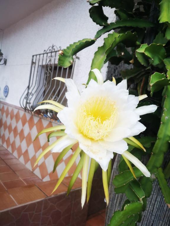 Fotografia z galérie ubytovania Vivienda rural en Cabo de Gata v destinácii El Pozo de los Frailes