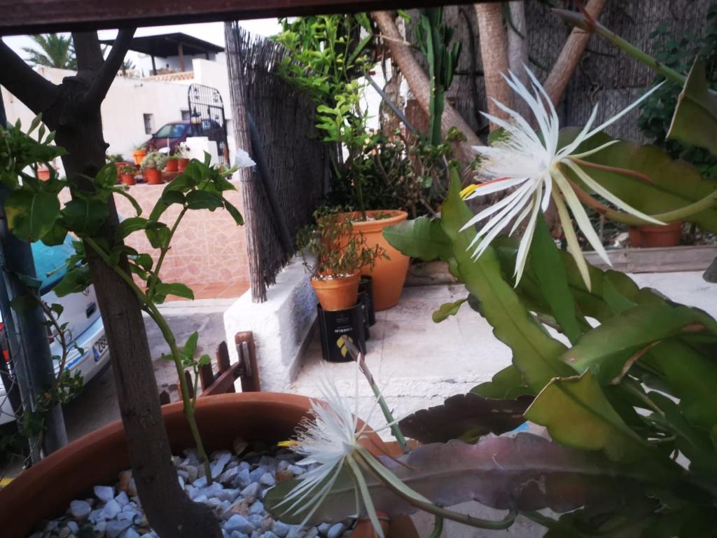 Fotografia z galérie ubytovania Vivienda rural en Cabo de Gata v destinácii El Pozo de los Frailes