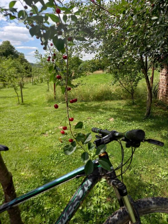 Jízda na kole v ubytování Trionfo nebo okolí