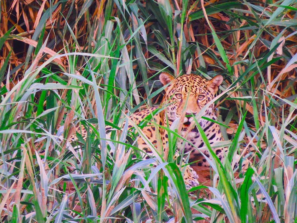 Um leopardo está sentado na relva alta em Tambopata Ecolodge em Tambopata