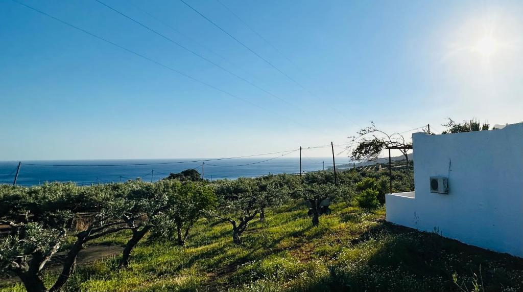 a view of a vineyard with trees and a building at Studios Crete economy studio in Ferma