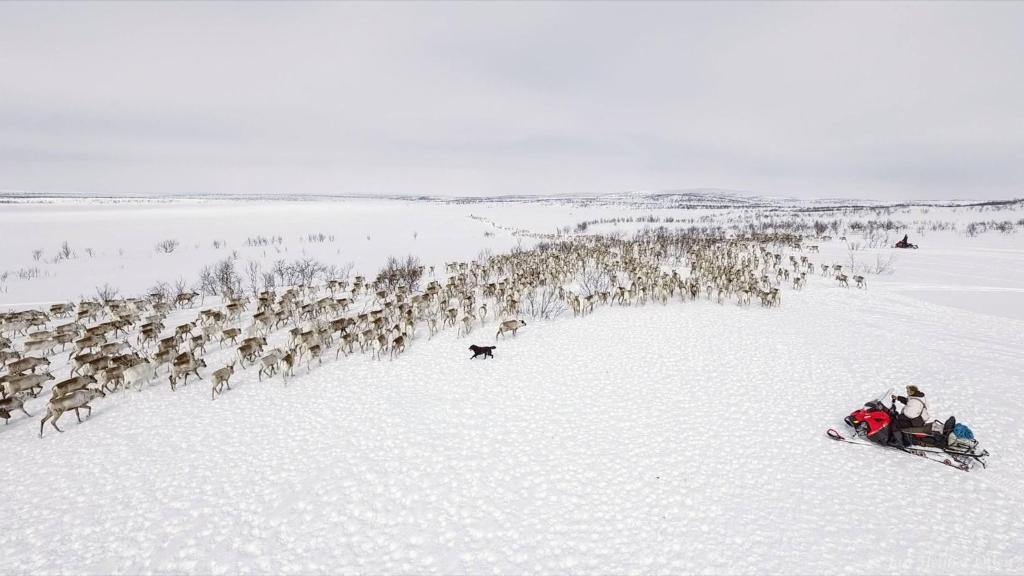 eine Gruppe von Tieren im Schnee mit einem Schneemobil in der Unterkunft Authentic Sami Reindeer Herding Adventure in Arctic Norway in Kautokeino