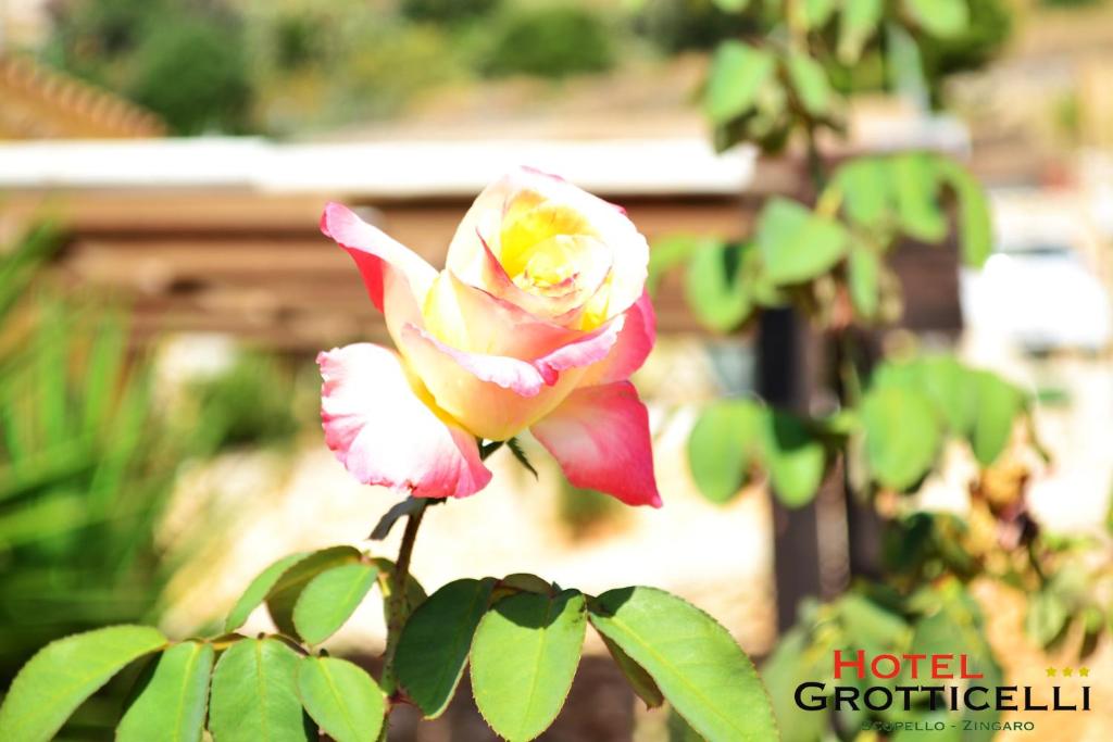 Zahrada ubytování Hotel Grotticelli