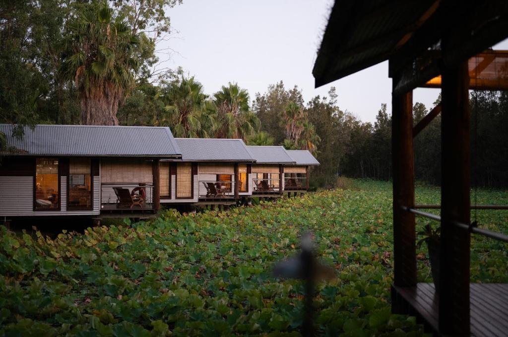 a row of houses in a field of plants at The Boathouses at Leaves & Fishes in Lovedale