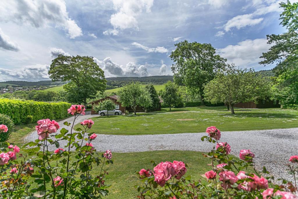 einen Garten mit rosa Blumen und einer Kieseinfahrt in der Unterkunft Laburnum Lodge in Minehead