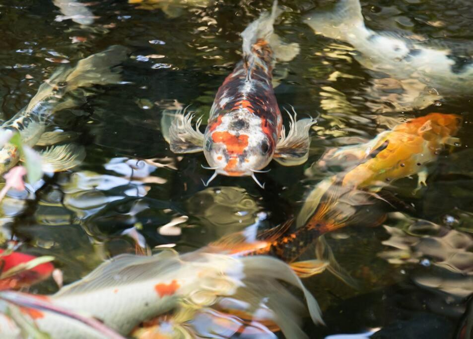 a group of koi swimming in a pond at NoHo Escape in Los Angeles
