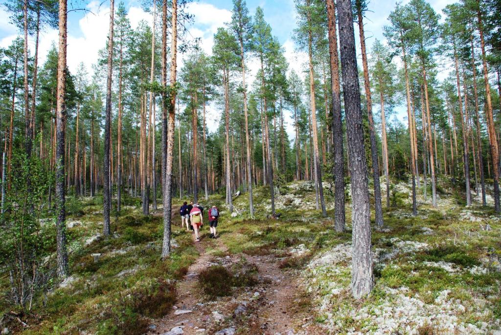 a group of people walking down a trail in a pine forest at 15-Nasjonalpark, sykling, fisking, kanopadling, skogs- og fjellturer in Ljørdal