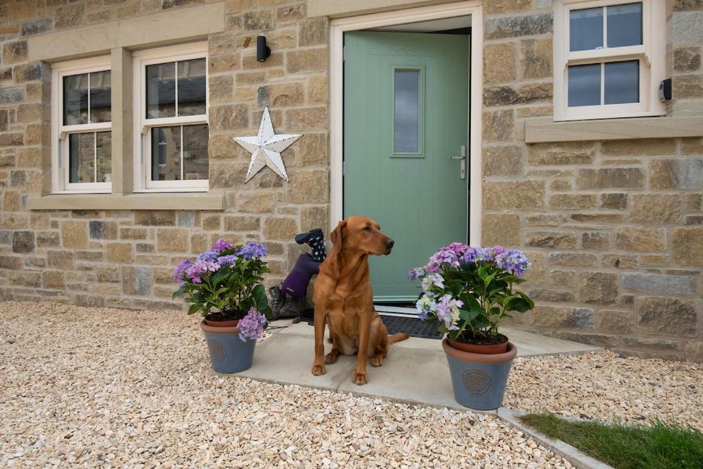 un perro sentado en la puerta de una casa en The Star Barn en Ingram