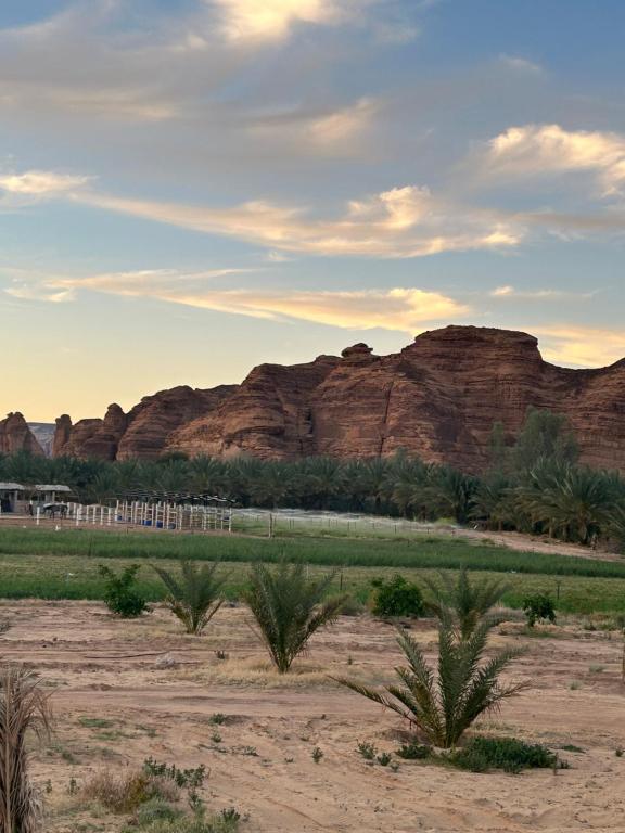 a field with palm trees in front of mountains at استراحه الفخامة in Madain Saleh