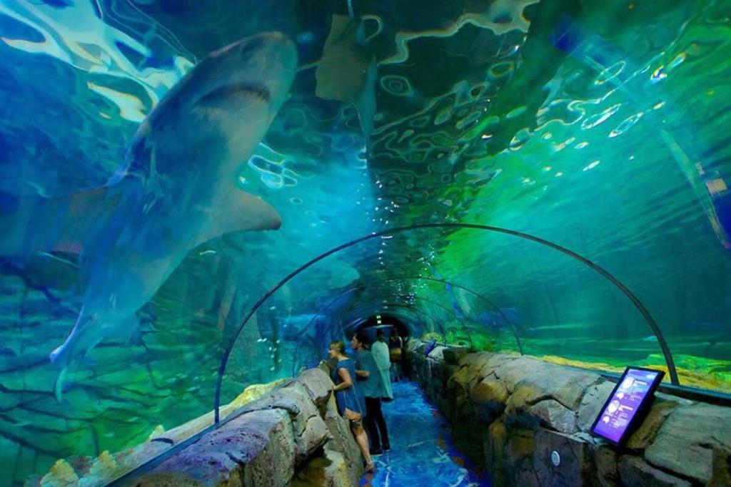 a group of people looking at a shark in an aquarium at A Comfy 2BR Apt Right Next to Darling Harbour in Sydney