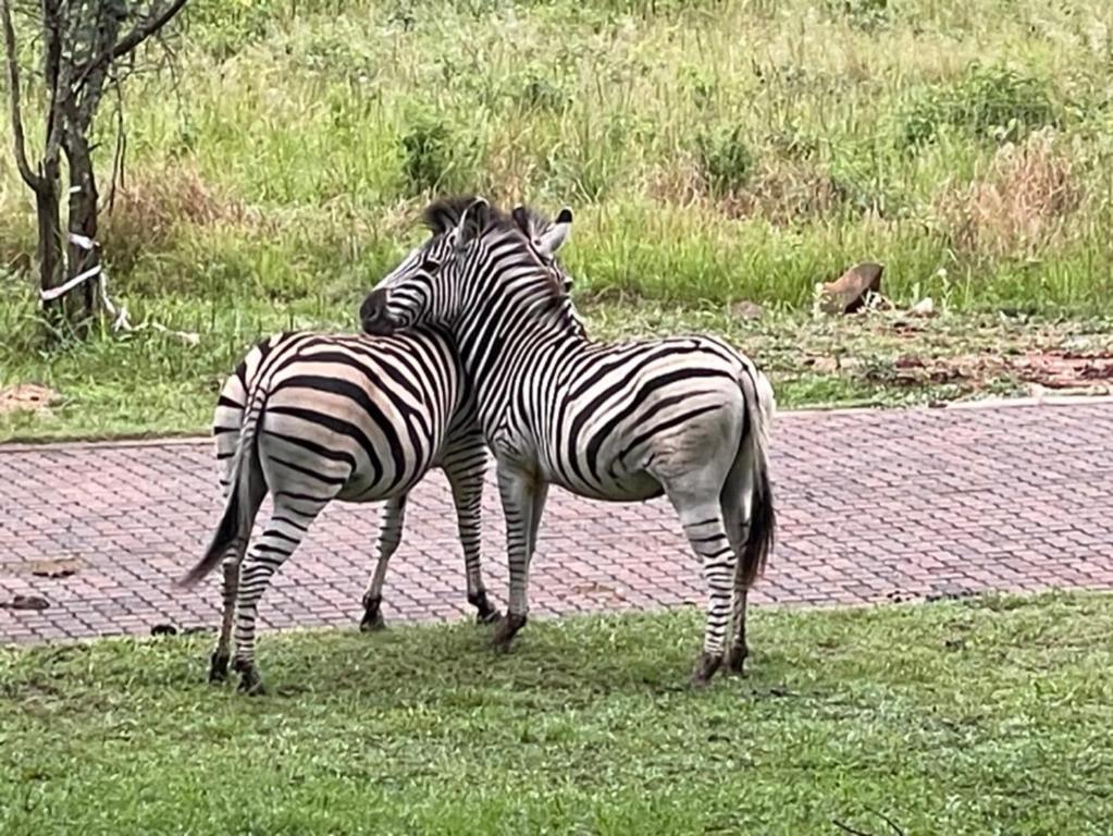 Zvířata v penzionu nebo okolí