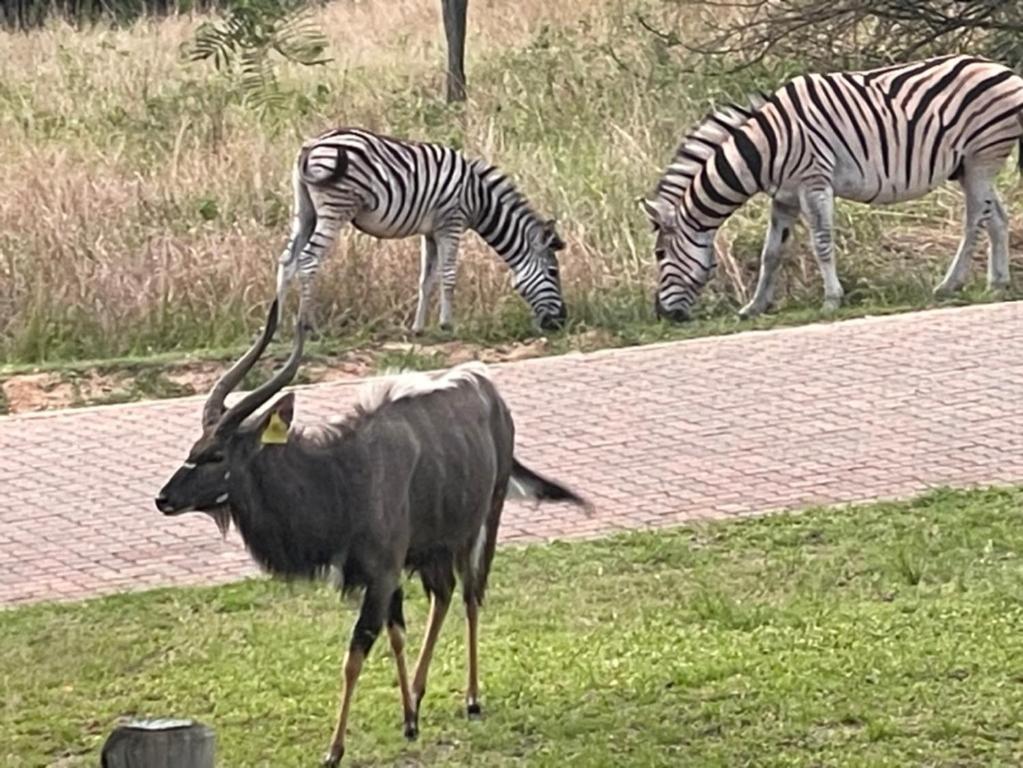 Zvířata v penzionu nebo okolí
