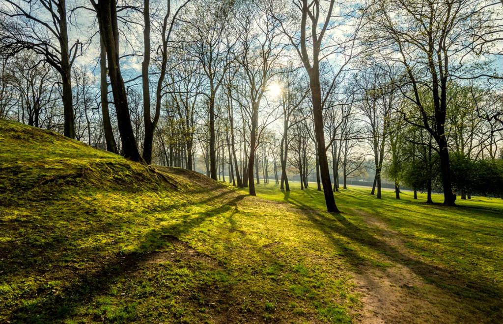 a group of trees in a grassy field at Your Cozy Family-Friendly Flat in Vibrant Riga in Riga
