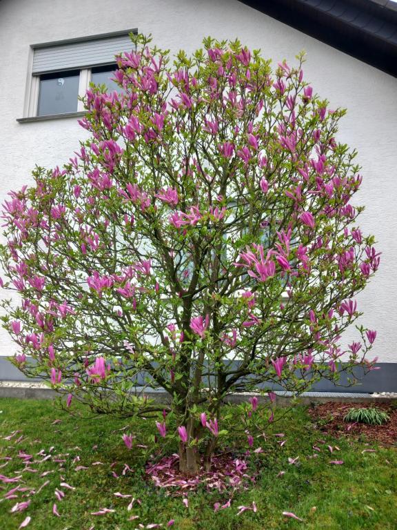 a tree with pink flowers in front of a house at Widmann‘s Ferienquartier in Wiehl
