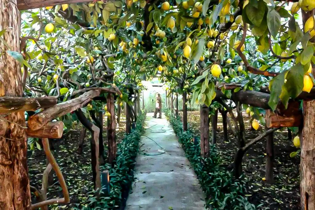 una persona che cammina in una fila di alberi da frutto di Limoneto di Anna a Maiori