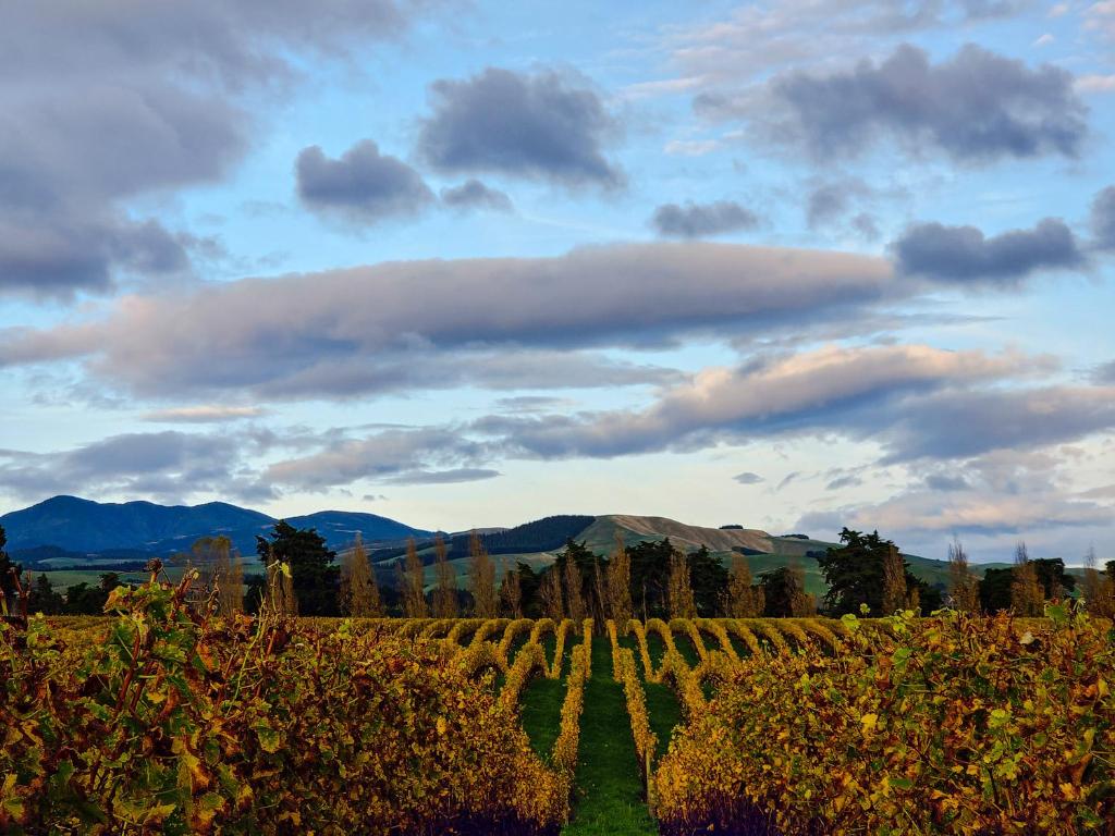 The Savvy Retreat - vineyard views - Resim 13