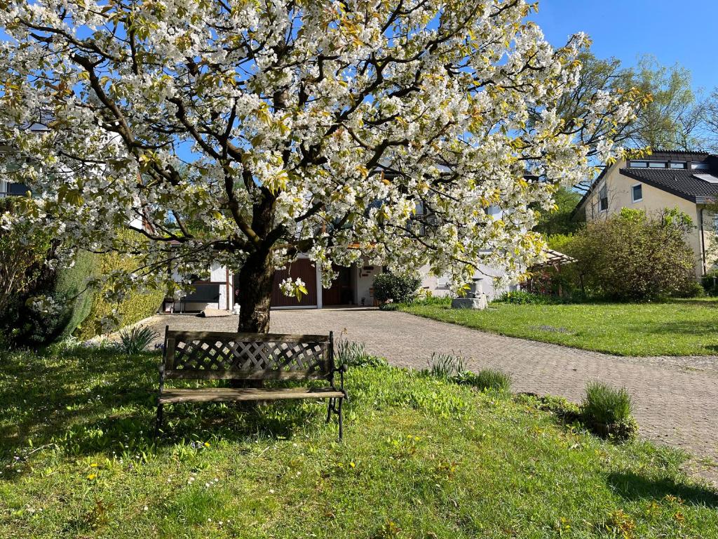 eine Parkbank unter einem Baum mit weißen Blumen in der Unterkunft Ferienwohnung am Kirschbaum in Uhldingen-Mühlhofen