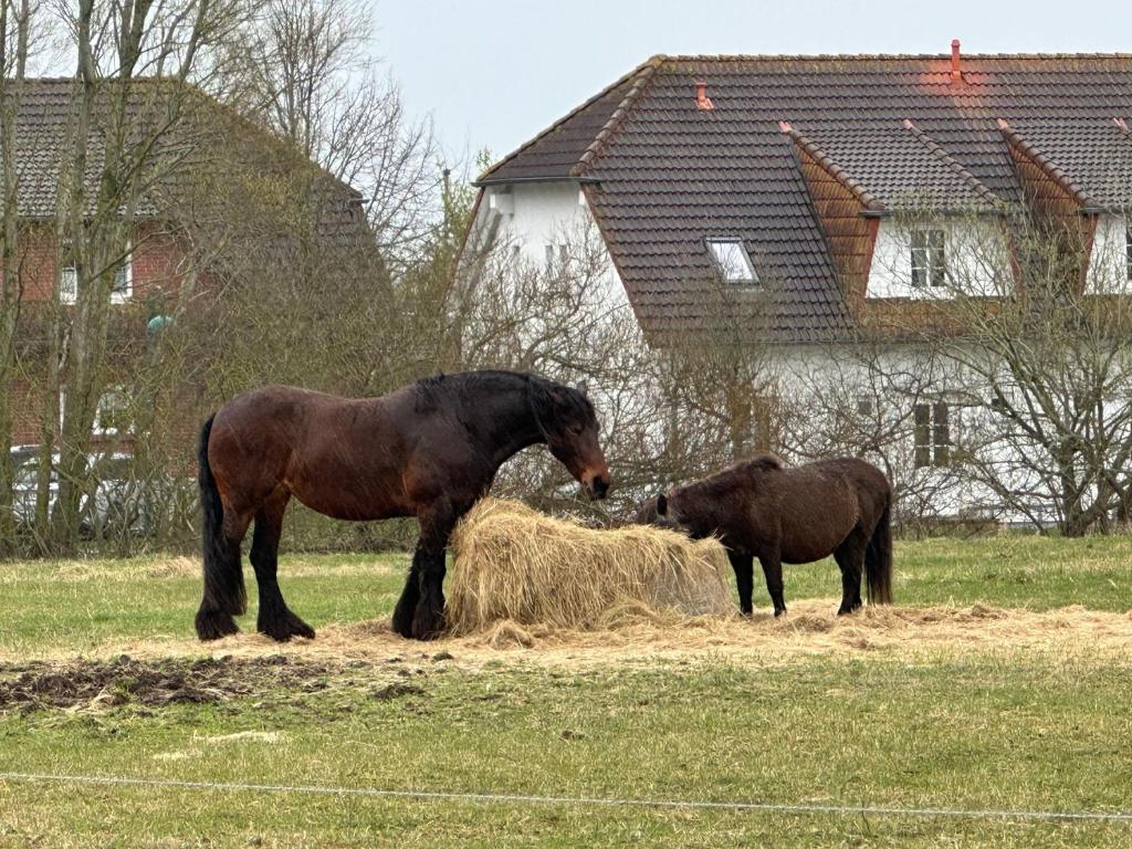 Deux chevaux mangeant du foin dans un champ avec une maison dans l'établissement Auszeit-mit-Kind-und-Hund, à Sagard