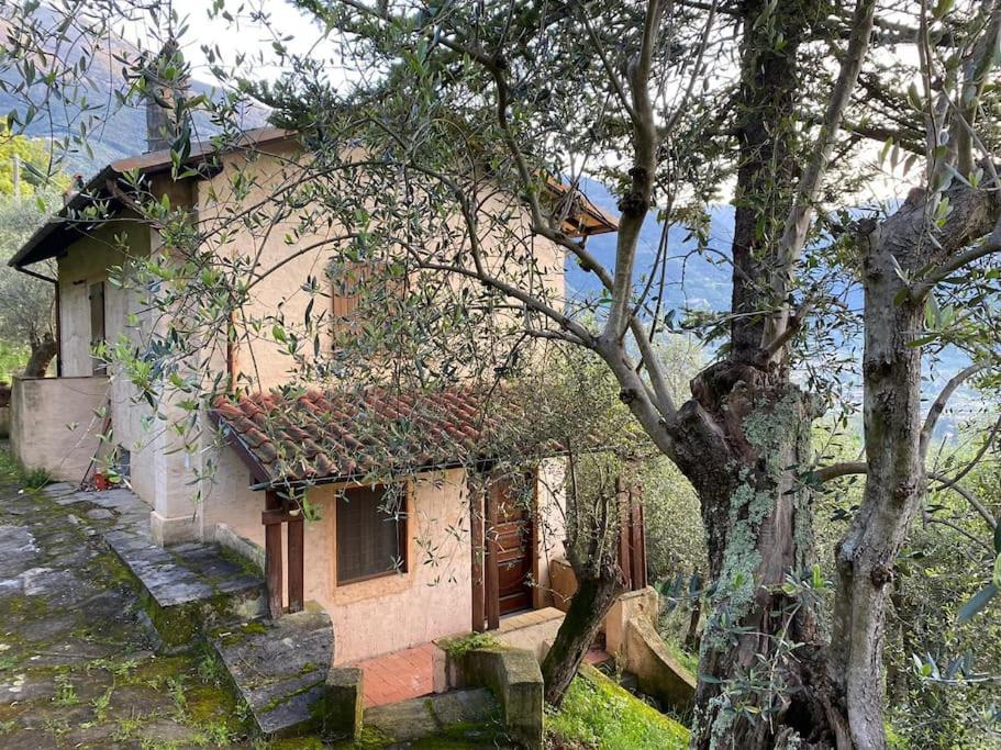 une petite maison avec un arbre en face dans l'établissement Casa Rurale in mezzo al verde, à Santa Lucia