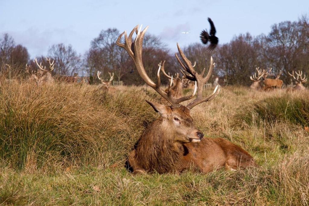 a red deer laying in the grass with a bird at Cosy 2 Bedroom Apartment in South West London in London