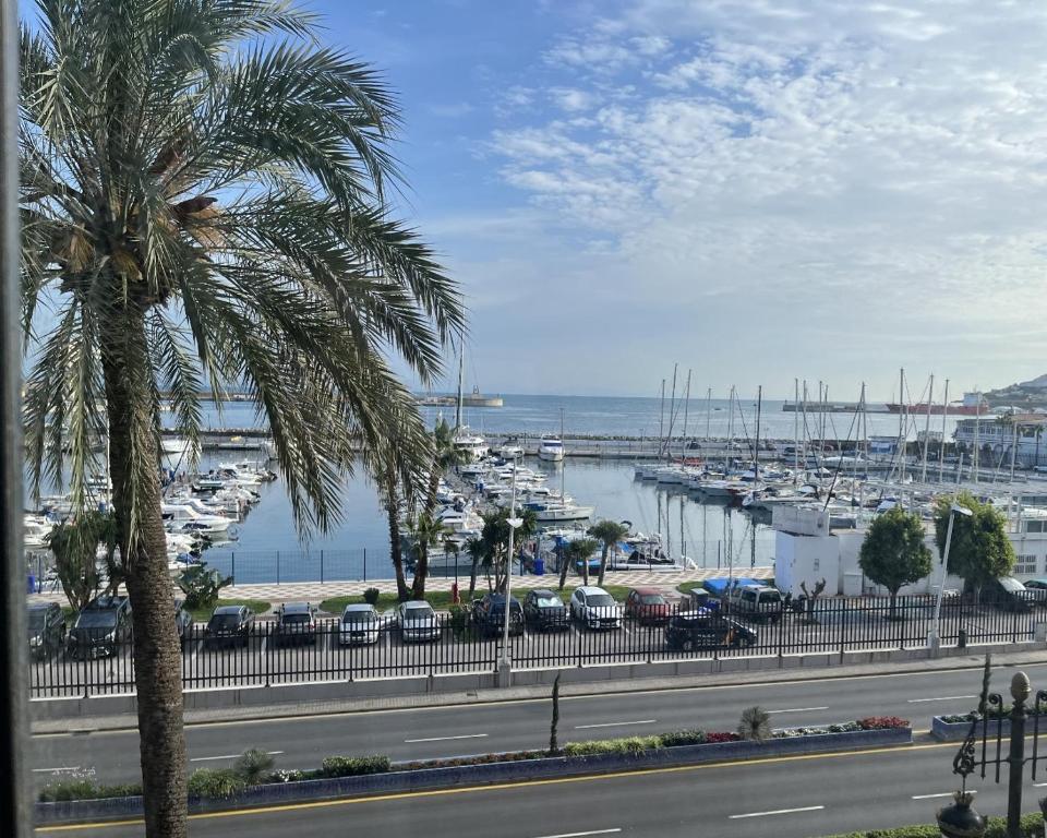 una palmera junto a una carretera con puerto deportivo en Confortable flat in the city center, en Ceuta