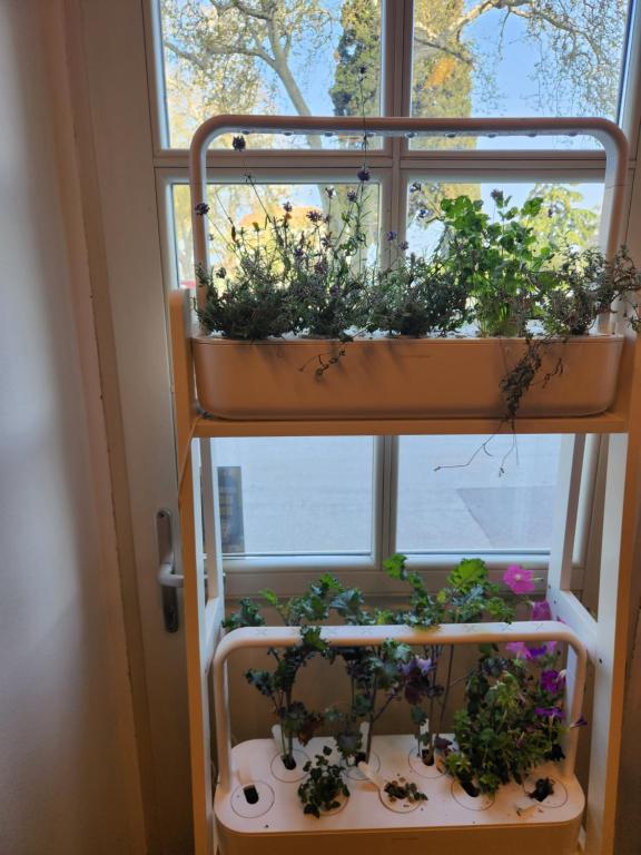 Zahrada ubytování Hotel Amfiteatar