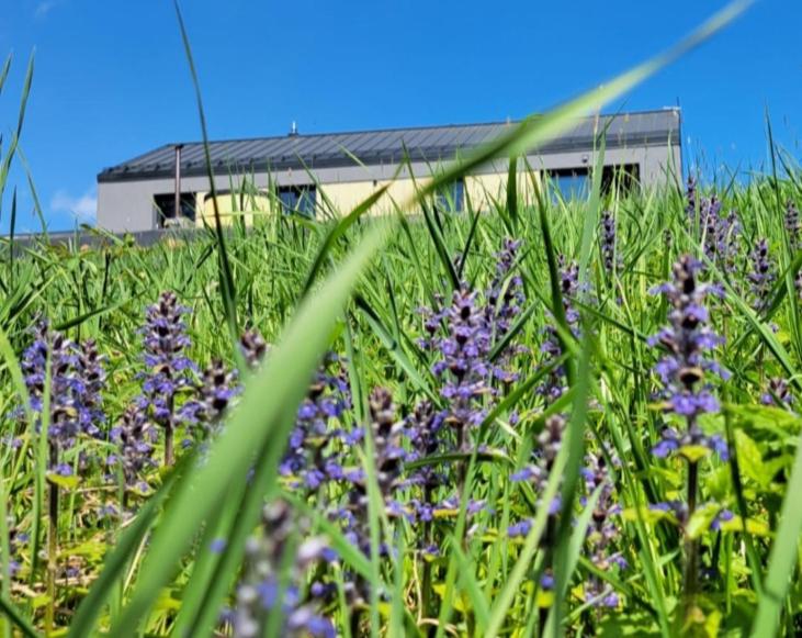 un campo de flores púrpuras con un edificio en el fondo en Willa z Jacuzzi 15 osób Góry Weekend Gorąca Balia Hydromasaż Urodziny Panieński 